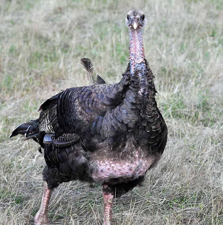 turkey head closeup